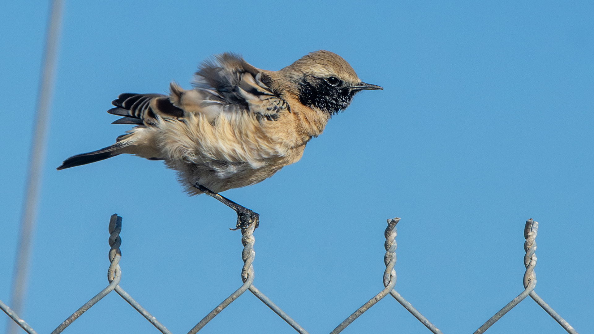 Desert Wheatear — Ana fotoğraf